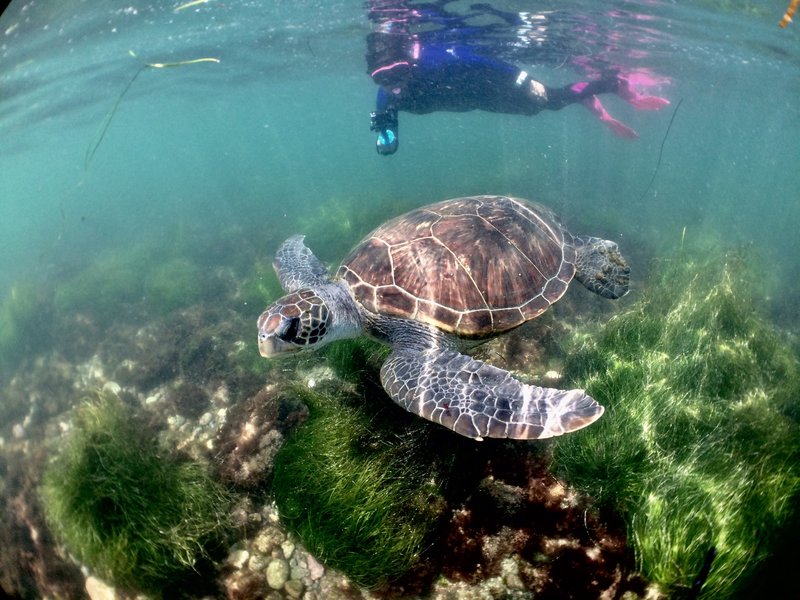 Come celebrate Women’s Dive Day at La Jolla Shores