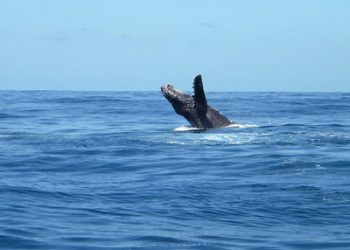 Beach and Tennis Club serves up trio of senior tennis tournaments