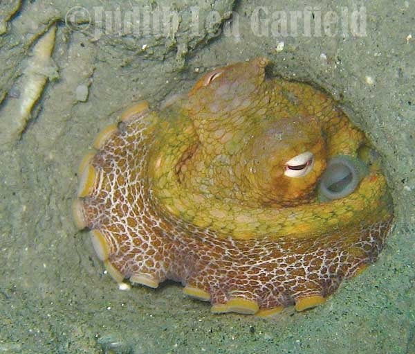 Octopus arms not evenhanded