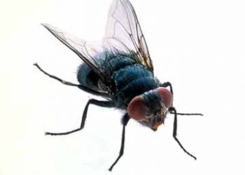 Education Notebook: Mission Bay High School talent show set for June 10