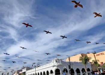 Ocean Beach plays host to Springboard West Music Festival in January