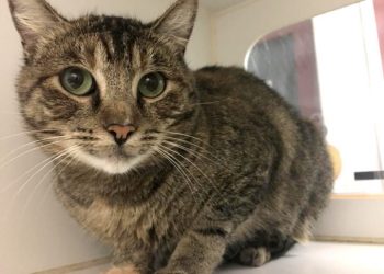 Dizzy’s on the move to Arias Hall