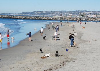 City: canine pollutants marring Dog Beach’s illustrious exterior