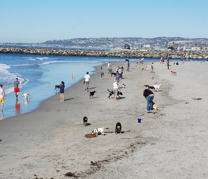 City: canine pollutants marring Dog Beach’s illustrious exterior