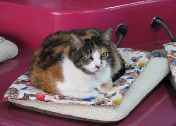 LISTENING TO YOUR ANIMALS: How to select and work with an animal communicator