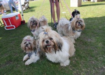 Doggie Street Festival to feature tail-waggin’ fun