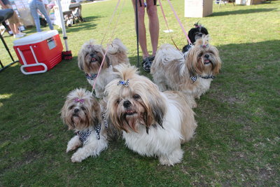 Doggie Street Festival to feature tail-waggin’ fun