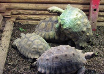 School budget deficit looms: Public invited to Dec. 9 district budget meeting