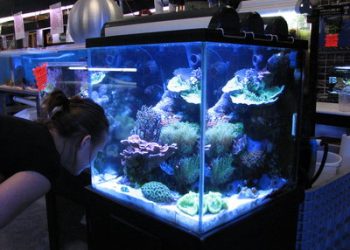 Public invited to PB Town Council installation dinner