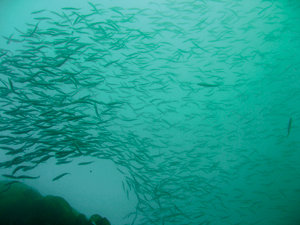 Introducing the first-ever National Ocean Policy