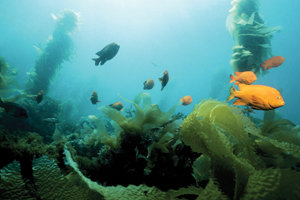 A treasure hunt is on for rare and pleasing books