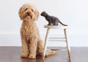 Pacific Beach Summer Concerts series wraps up with Christopher Dale