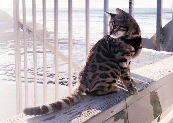 Project Wildlife hosts Virtual Baby Shower to prepare for baby season