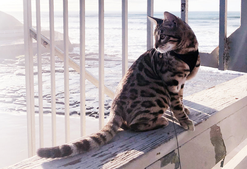 Bengal cat making a name for himself in Ocean Beach