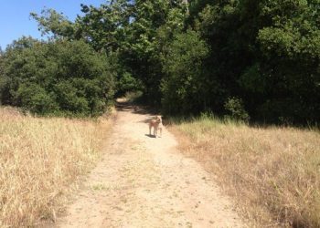 City Council OKs June vote on minimum wage