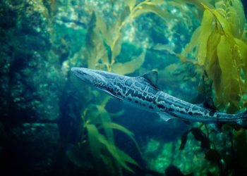 A ‘Cambodian Rock Band’ worth hearing