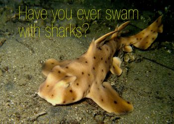 Birch aquarium offers rare chance to walk the pier