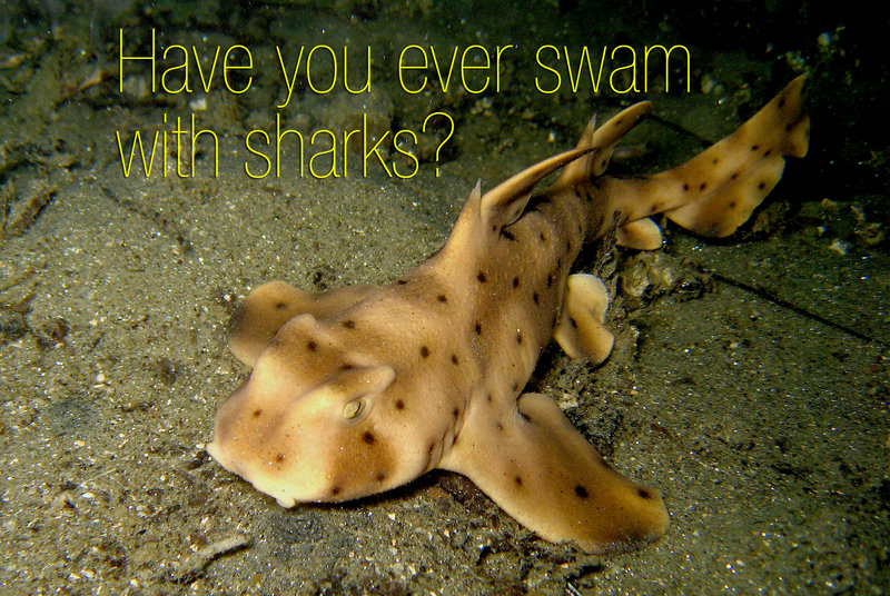 Birch hosts ‘Snorkel with Sharks’ events throughout the summer