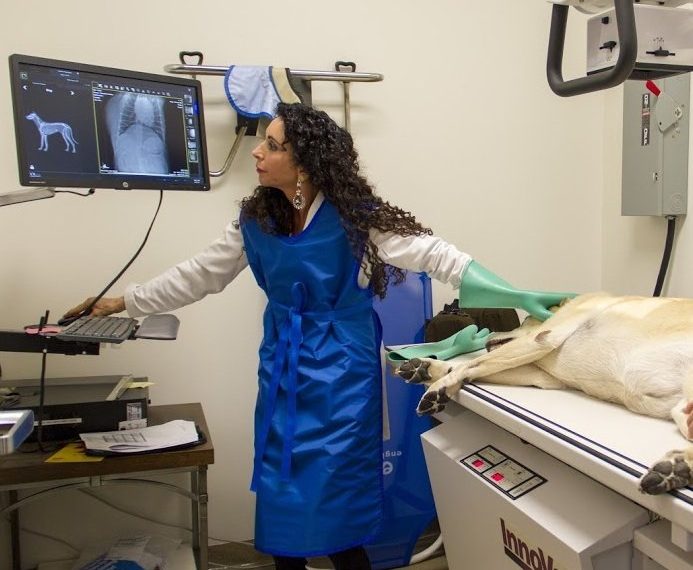 Experience, high tech mark Sue Morizi's vet practice