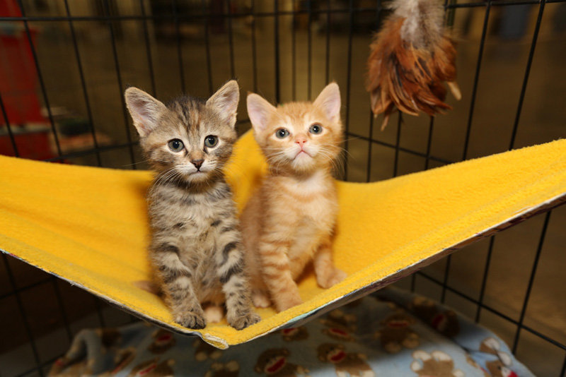 Do you know what to do if you find a stray kitten?