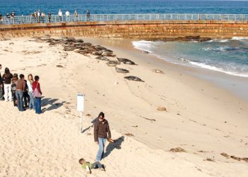 Mayor-elect Faulconer gives nod to Zimmerman to replace resigned Police Chief Lansdowne