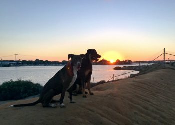 Avoid lines at the polls, vote early this weekend