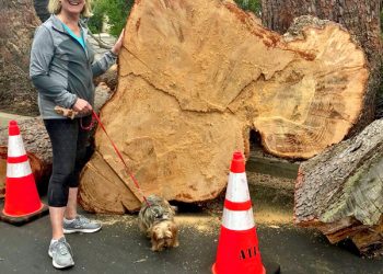 Opportunity for artists to ‘Illuminate the Night’ at Liberty Station