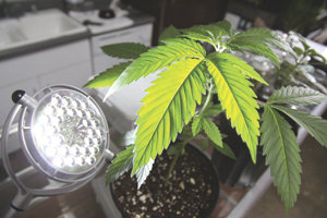 SDMA to spotlight the cream of music crop at Humphrey’s