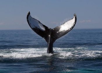 Uptown News Food Briefs – Dec. 13, 2019