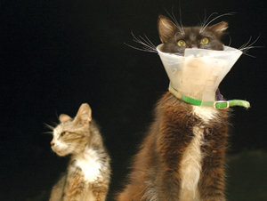 Join the 3 Dog Walk for the Cure