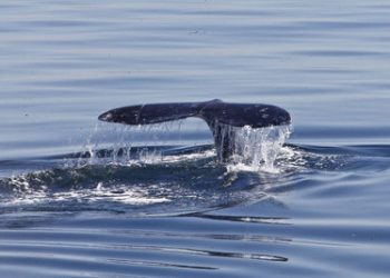 Russian artist brings still life to real life