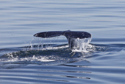 Gray whales make their yearly appearance
