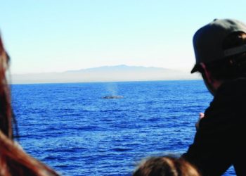 Spring PLHS alumni games on tap