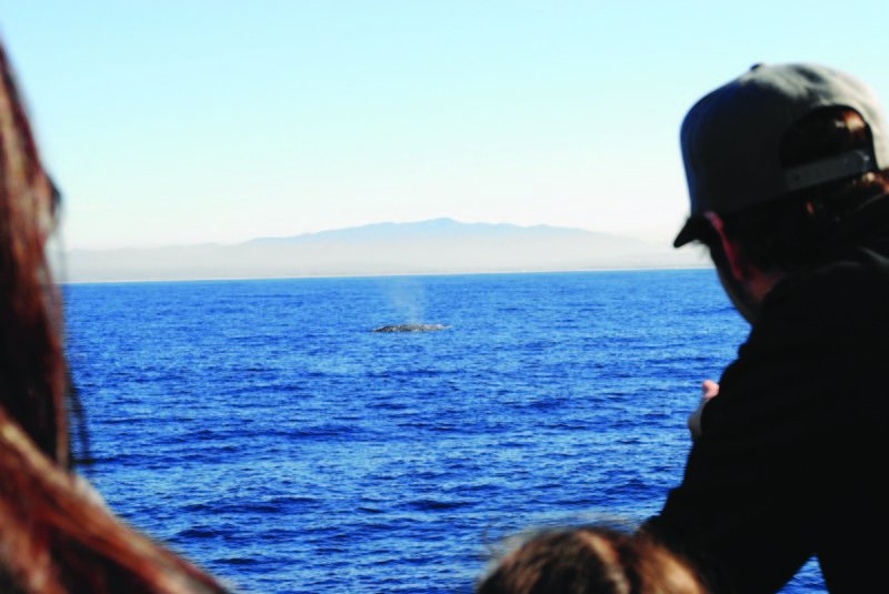 Catching a glimpse of one of nature’s behemoths in action