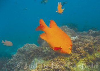 To be or not to be (honest)