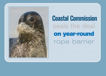 Panel blasts perennial human duels over Children’s Pool pinniped protection