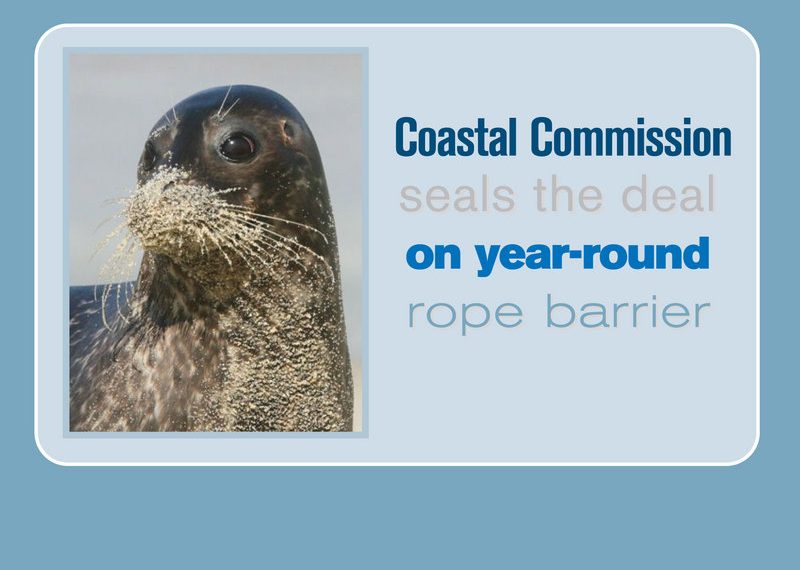 Panel blasts perennial human duels over Children’s Pool pinniped protection