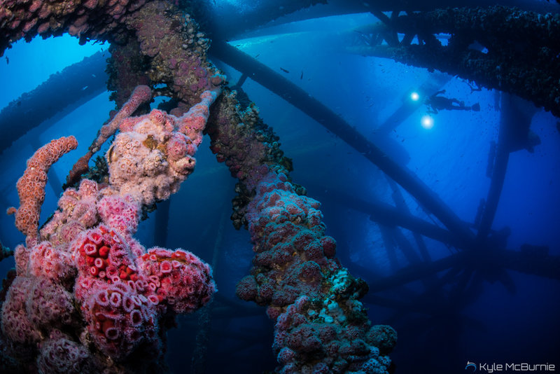 Scripps alumnae's Rigs-to-Reefs program looks to sustain sea life