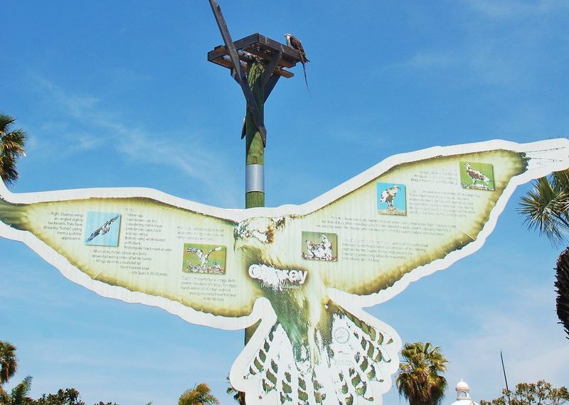 Rebounding osprey populations get a nesting nudge at Shelter Island