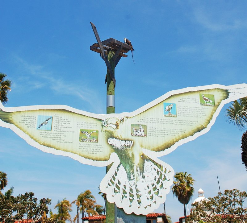 Rebounding osprey populations get a nesting nudge at Shelter Island
