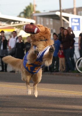 Owner fondly recalls the journey to stardom for PB’s top dog