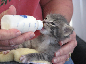 Foster parent volunteers save kittens’ lives