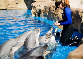 Planners renew permit for police trailer near OB pier — for now