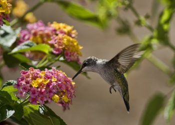 Oh say can UC: The 29th annual 4th of July celebration at Standley Park