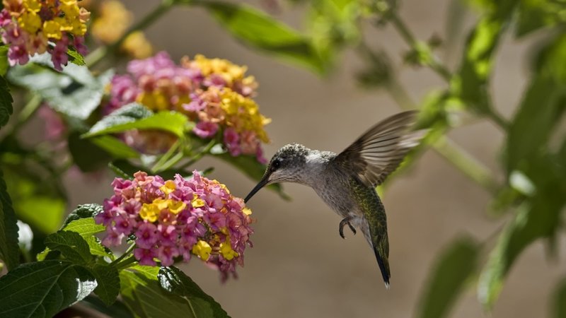 From my garden: Hummingbirds are nature's way of saying 'thank you'