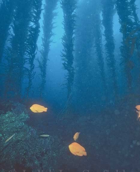 San Diego-La Jolla Underwater Park reserved for everyone
