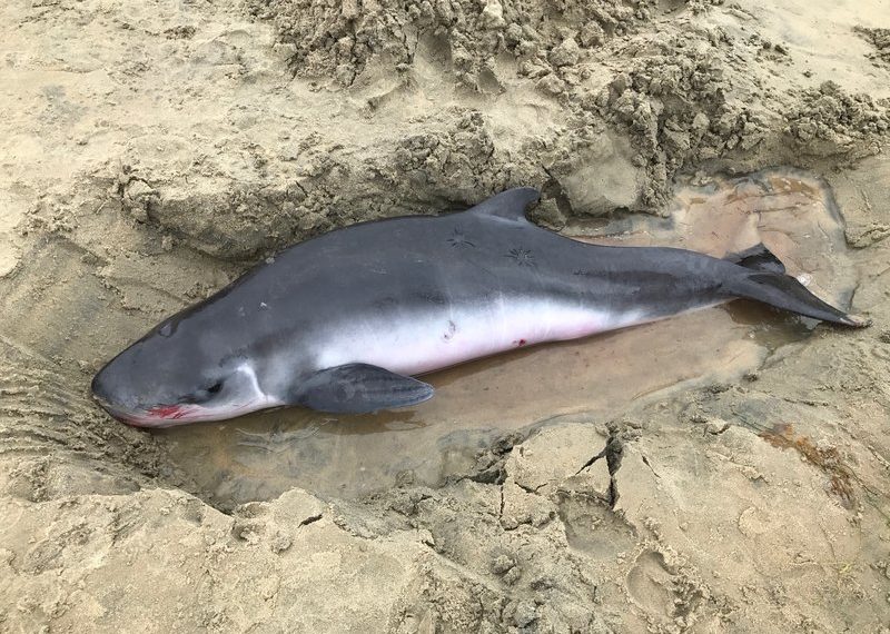 Pygmy sperm whale rescued at La Jolla Shores