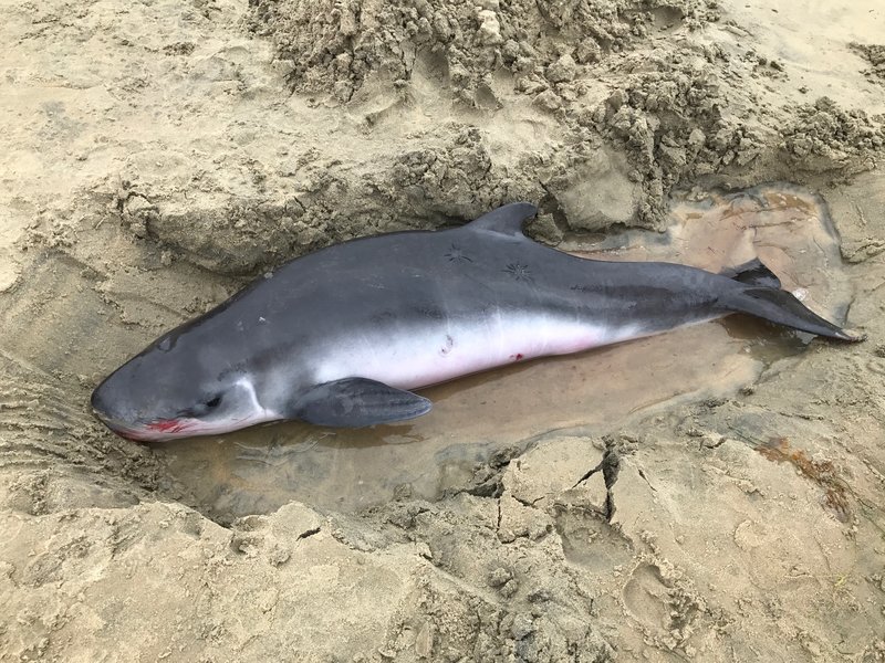 Pygmy sperm whale rescued at La Jolla Shores