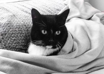 Mobile barber shop goes with the flow for beach cuts