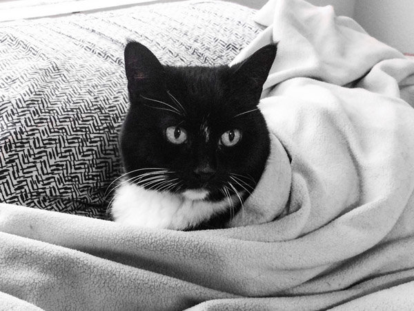 San Diego Humane Society offers free spay and neuter services on Feb. 28